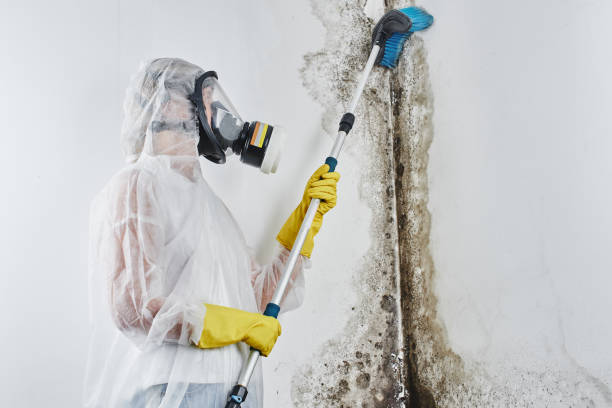 Professional Mold Remediation in West Monroe, LA