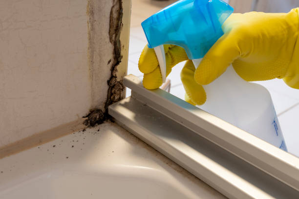 Best Insurance-Related Mold Remediation in West Monroe, LA