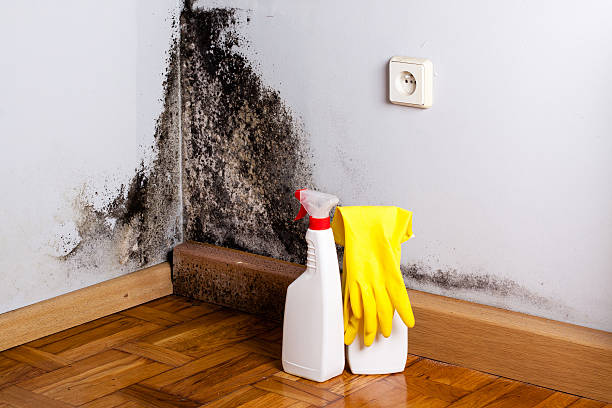 Best Localized Mold Remediation (e.g., coastal areas, humid climates) in West Monroe, LA